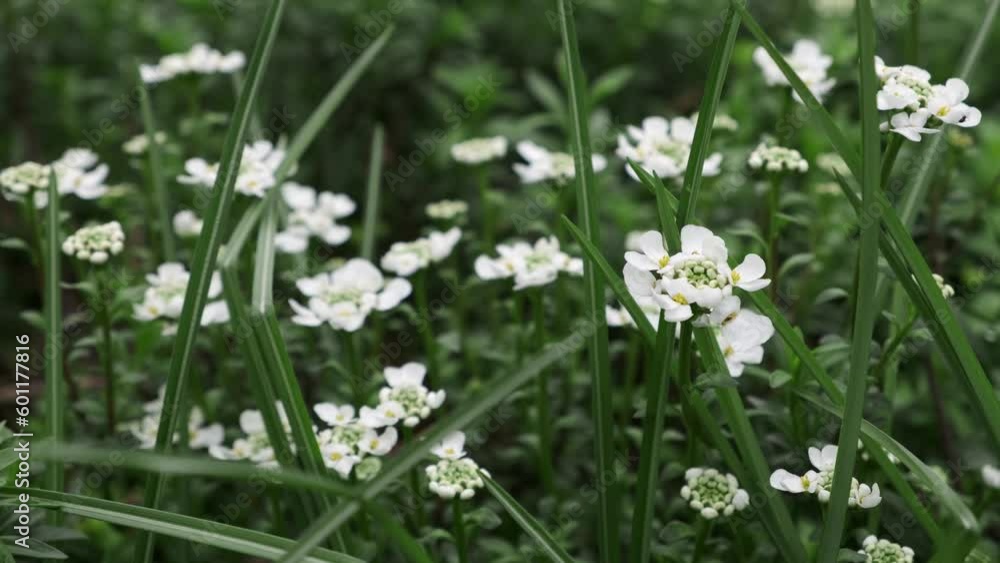 Beautiful white field flowers in the green grass. Slow motion slide back with tender wildflowers swaying by gentle wind in the meadow. Macro shot of spring flowers Beautiful white field flowers in the green grass. Slow motion slide back with tender wildflowers swaying by gentle wind in the meadow. Macro shot of spring flowers