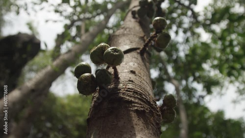 Close up of a cluster of fruit covered with ants on a fig tree in Philippines photo