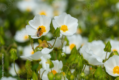 White flowers with bee on it. Closeup