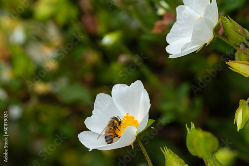 White flowers with bee on it. Closeup