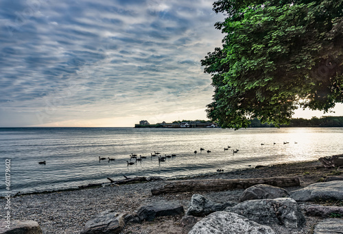 Flock of Canada geese (Branta canadensis) swim in the calm waters of Lake Ontar with a pebbly beach, rocks, and trees in the foreground, Fort Niagara in the background at sunrise under an overcast sky photo