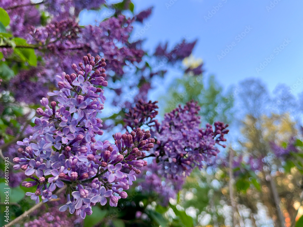 pink lilac blooms in the city in spring pink lilac blooms in the city in spring