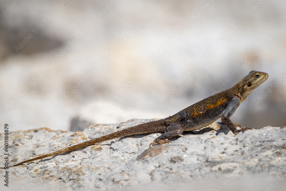 Vibrant Female West African Rainbow Lizard on a Rock Vibrant Female West African Rainbow Lizard on a Rock