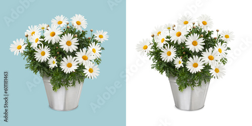Fototapeta Naklejka Na Ścianę i Meble -  Daisies Blooming plant in a metal vintage bucket . Front view of daisy pot isolated on white background. Spring, gardening and flowers gift concept or florist shop
