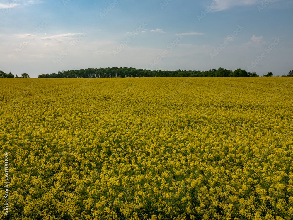 安平町の菜の花畑(北海道勇払郡安平町) 安平町の菜の花畑(北海道勇払郡安平町)