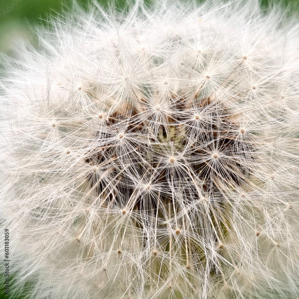dandelion seed head dandelion seed head
