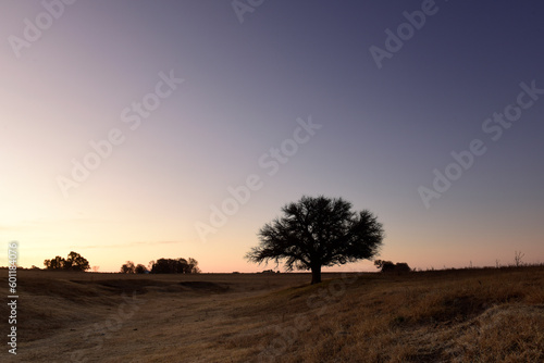 Wallpaper Mural Flowered field in the Pampas Plain, La Pampa Province, Patagonia, Argentina. Torontodigital.ca