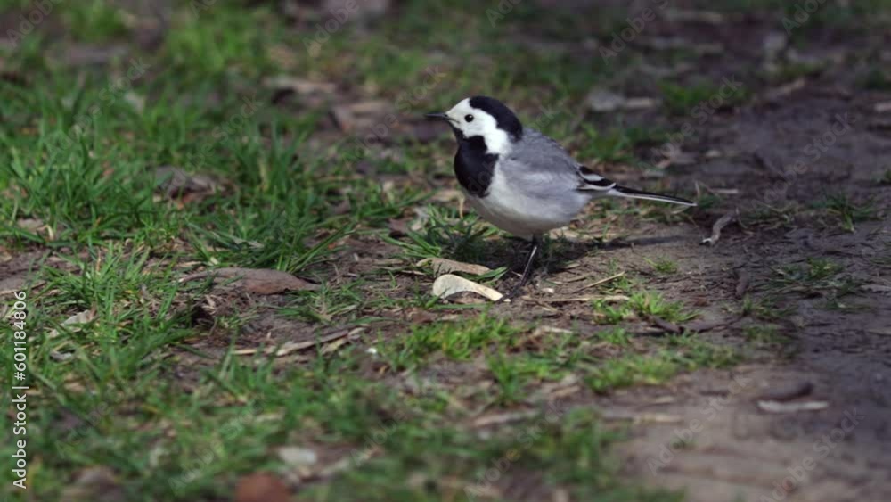 White Wagtail Looking For Food On The Ground And Grass. 4k, 60 FPS. White Wagtail Looking For Food On The Ground And Grass. 4k, 60 FPS.
