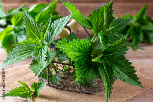 Young nettle leaves. Fresh organic nettle leaves. Stinging nettle leaves. Common nettle. Phytotherapy