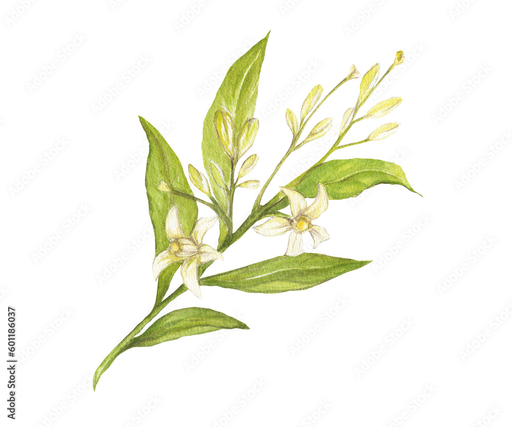 Fototapeta premium Watercolor illustration of avocado flowers and leaves, isolated