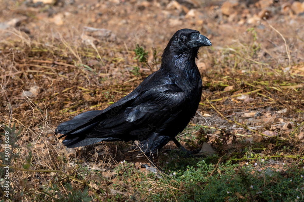 Common raven, corvus corax, amongst the arid landscape near Betamcuria, Fuerteventura, Canary Islands Common raven, corvus corax, amongst the arid landscape near Betamcuria, Fuerteventura, Canary Islands