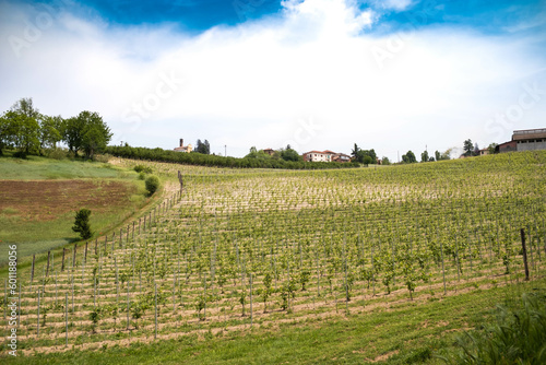 beautiful spring landscapes in Costigliole d  Asti  in the Piedmontese langhe of the Asti area  in the spring of 2023