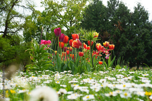 Fototapeta Naklejka Na Ścianę i Meble -  Les belles tulipes au jardin