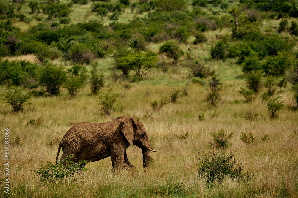 Fototapeta premium Male African Elephants 