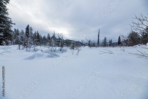 Stunning white wonderland covered boreal forest with spruce, pine trees in winter with snowy snow cover over whole landscape. Frosty trees with white, cloudy sky. 