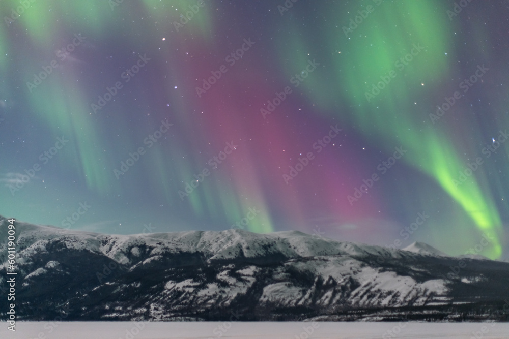 Northern Lights seen over Carcross landscape in arctic, northern Canada during winter season with bright green, pink and purple aurora borealis bands filling the sky. Snow capped mountains in view. 