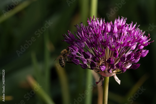 flower blooming summer nature outdoor garden gardening farm forest