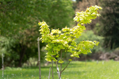 nature flower green outdoor garden backyard 