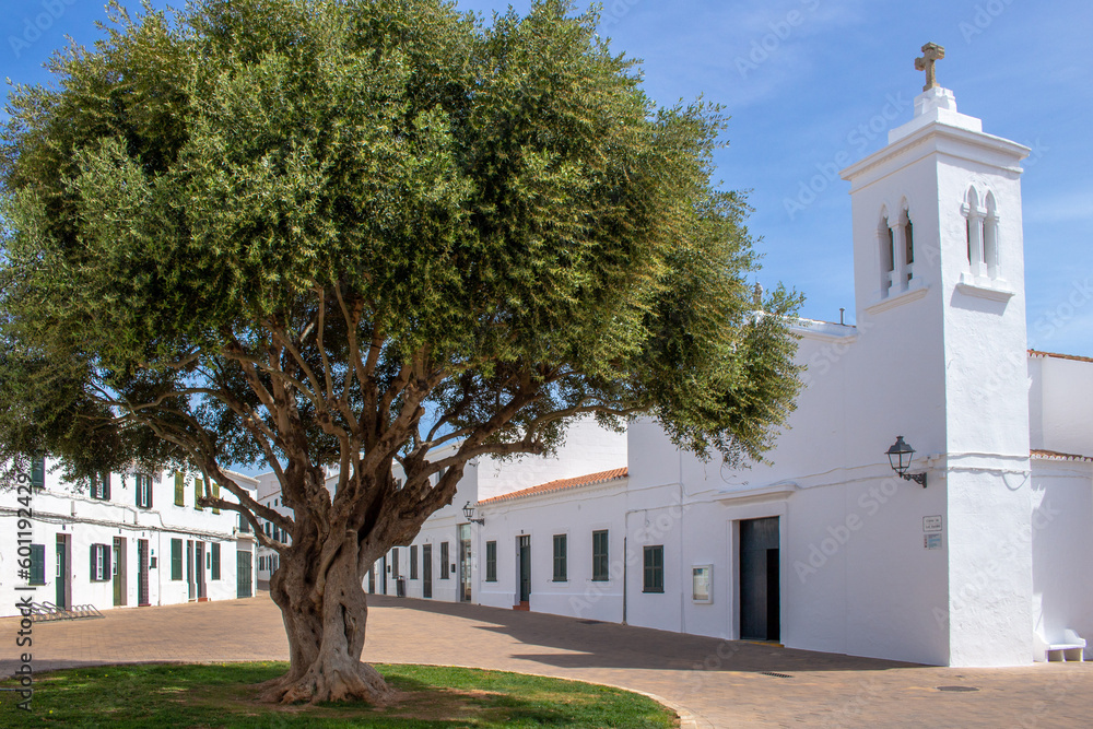 Fototapeta premium Olivier