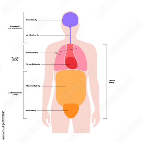 Body cavities poster