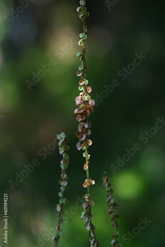 Common sorrel ( Rumex acetosa ) flowers. Polygonaceae perennial Dioecious plants. Blooms in early summer for edible and medicinal purposes.