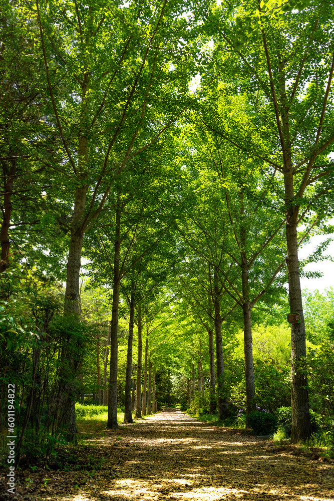 Fototapeta premium plants in the botanical garden