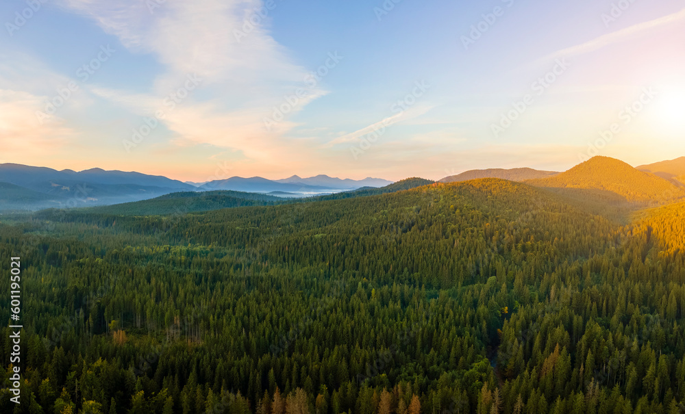 Aerial view of amazing scenery with dark mountain hills covered with forest pine trees at autumn sunrise. Beautiful wild woodland at dawn