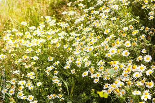 Chamomile flower field. Wild chamomile flowers growing in the meadow. Alternative medicine, chamomile officinalis. Summer flowers.