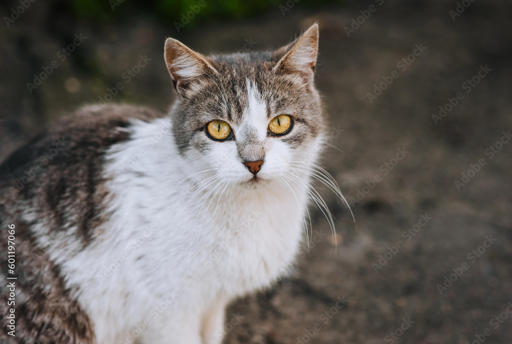 A beautiful fluffy young cat sits in nature. Portrait, photograph of a pet.