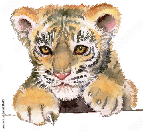 Watercolor drawing of a tiger cub