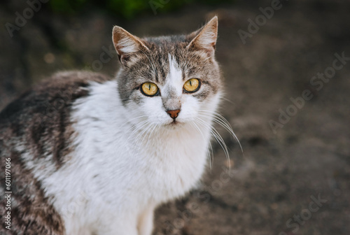 A beautiful fluffy young cat sits in nature. Portrait, photograph of a pet.