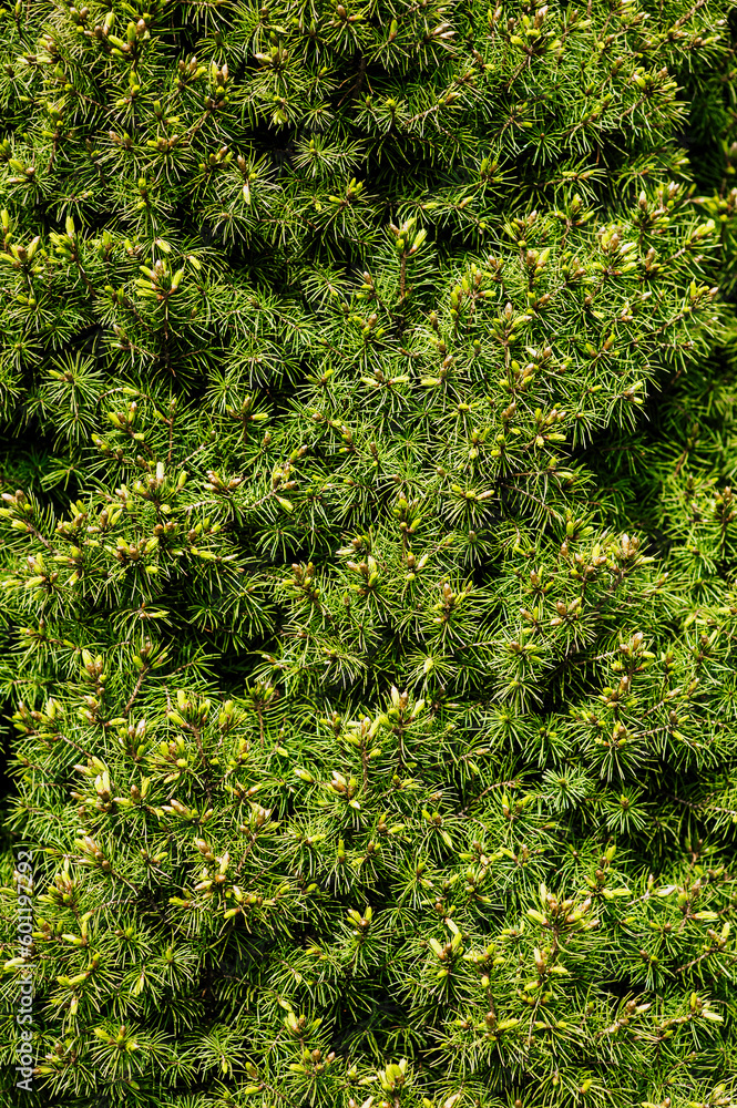 Fototapeta premium Background, texture of a beautiful coniferous green tree, a bush of conica. Photo of nature, plant close-up in the garden.