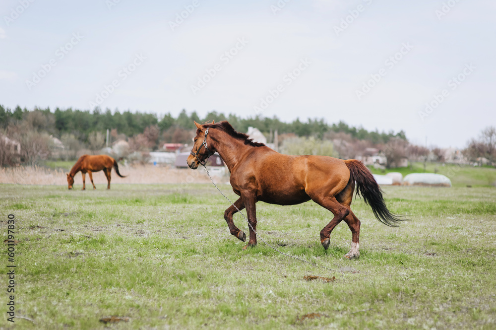 A beautiful young fast brown horse runs in a meadow with green grass in a pasture, nature. Animal photography, portrait. A beautiful young fast brown horse runs in a meadow with green grass in a pasture, nature. Animal photography, portrait.
