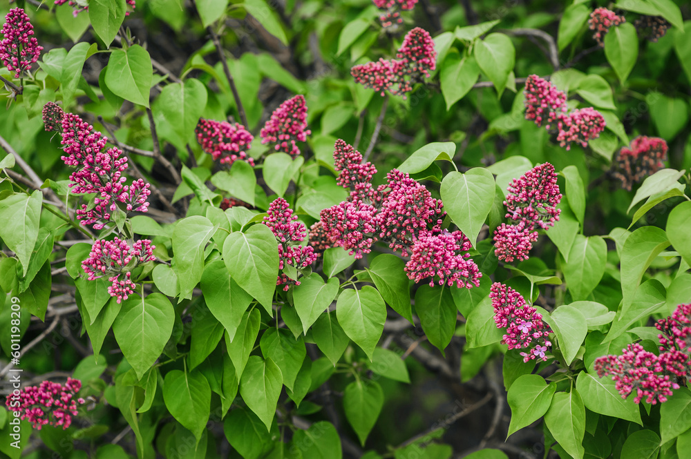 A beautiful lilac bush blooms with purple flowers in spring. Close-up photography, nature. A beautiful lilac bush blooms with purple flowers in spring. Close-up photography, nature.