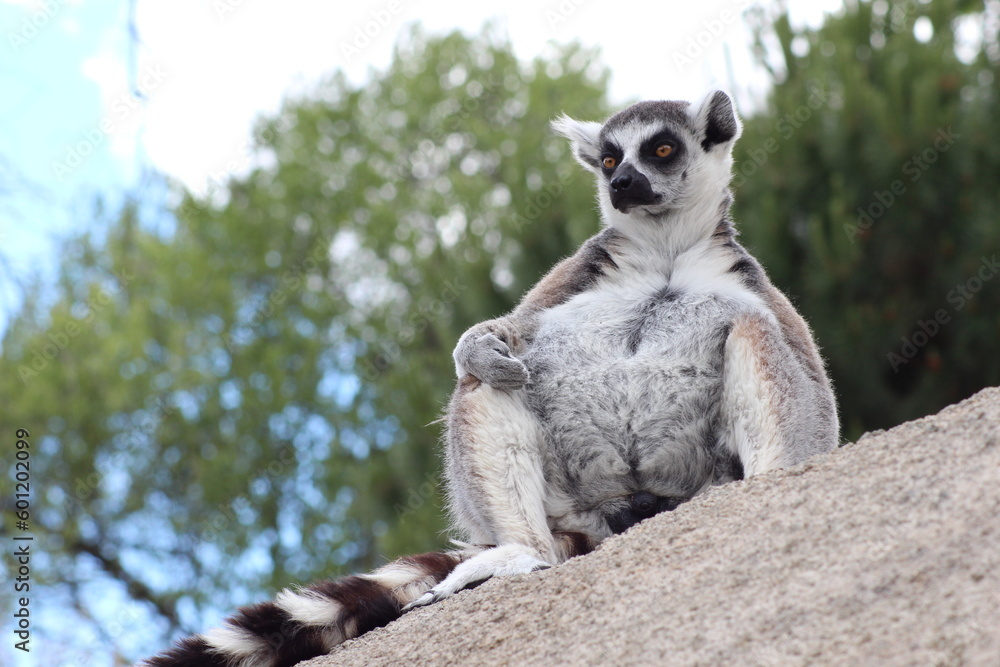 Obraz premium Lemur - Animales 02