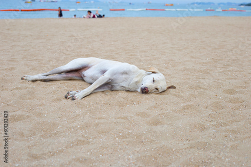 A dog sleeping on the beach.