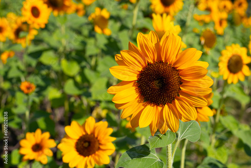 Sunflower field  Beautiful summer landscape.