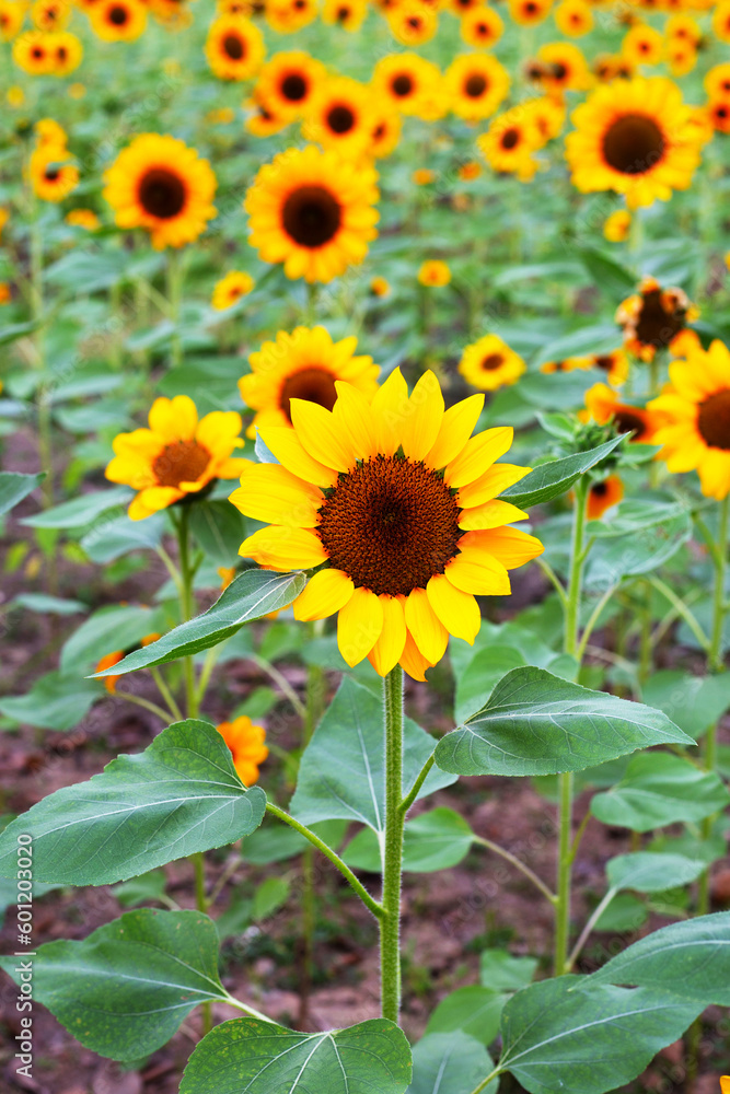 Sunflower field, Beautiful summer landscape. Sunflower field, Beautiful summer landscape.