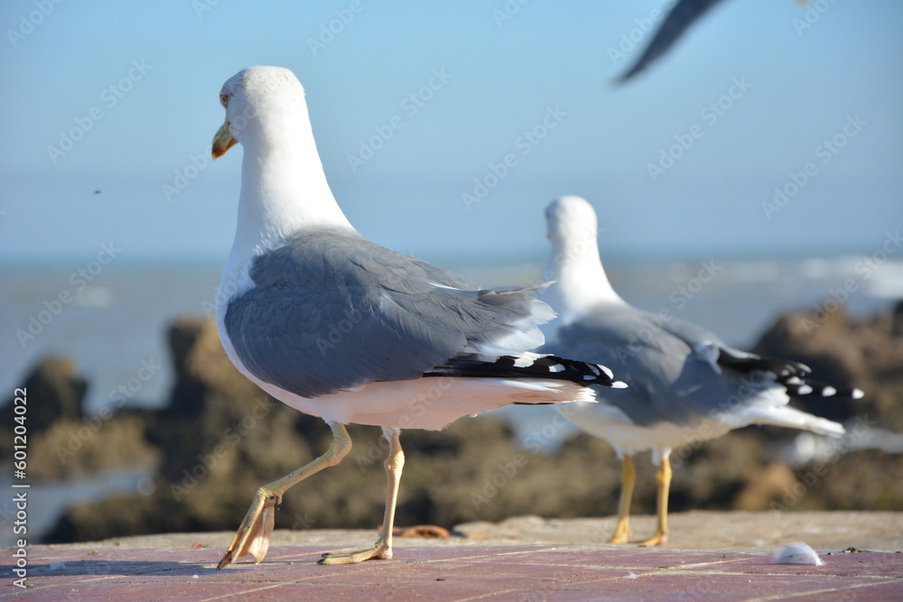The main thing is to look in the same direction. Seagulls, Essaouira, Morocco - obrazy, fototapety, plakaty 
