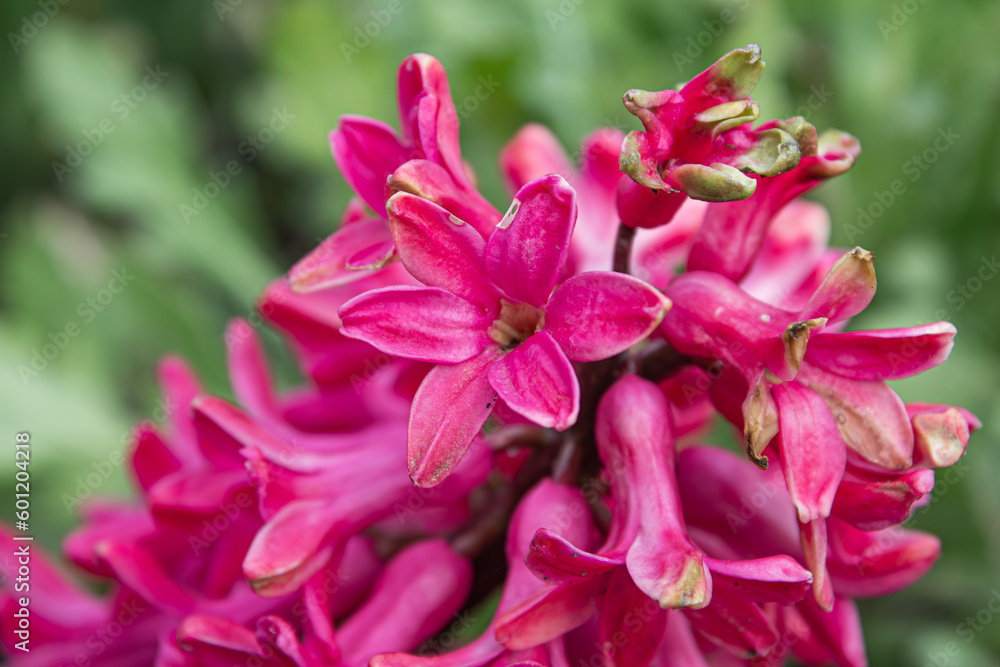 Vibrant pink hyacinth in full bloom, detailed petals against a lush green background. Perfect for spring-themed projects and floral collections. High-resolution, vivid colours, intricate textures. Vibrant pink hyacinth in full bloom, detailed petals against a lush green background. Perfect for spring-themed projects and floral collections. High-resolution, vivid colours, intricate textures.