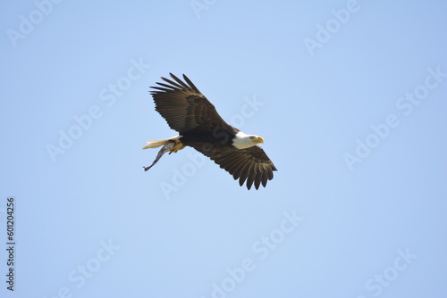 Bald Eagle carrying a fish - harsh sunlight