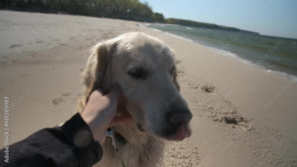 Man walking his golden retriever on sea beach, treating him to dry food.POV shot Man walking his golden retriever on sea beach, treating him to dry food.POV shot