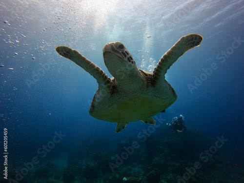 Sea turtle swimming under the sea  © Ann