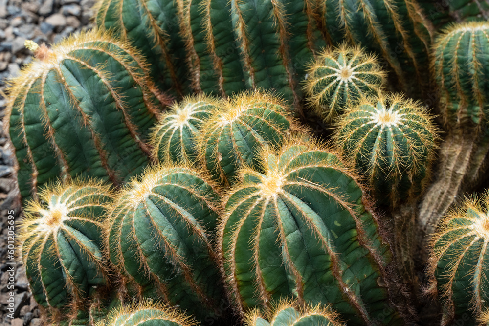 Group of typical Barrel Cactus Cacti Group of typical Barrel Cactus Cacti