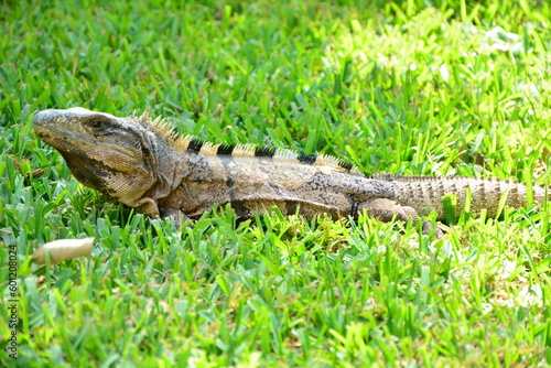 In Mexico, even lizards are bigger