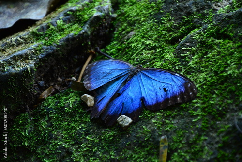 Remains found in a tropical forest. A beautiful butterfly living in Mexico