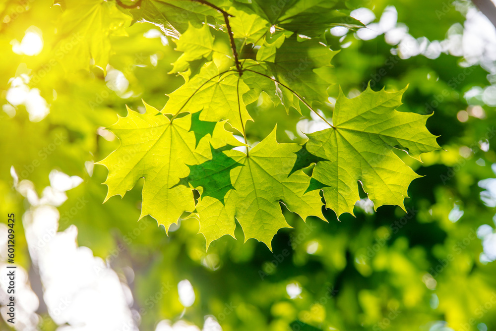 Green nature background with maple leaves
Green nature background with maple leaves