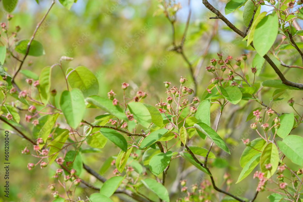 Lots of young June berries on the tree Lots of young June berries on the tree