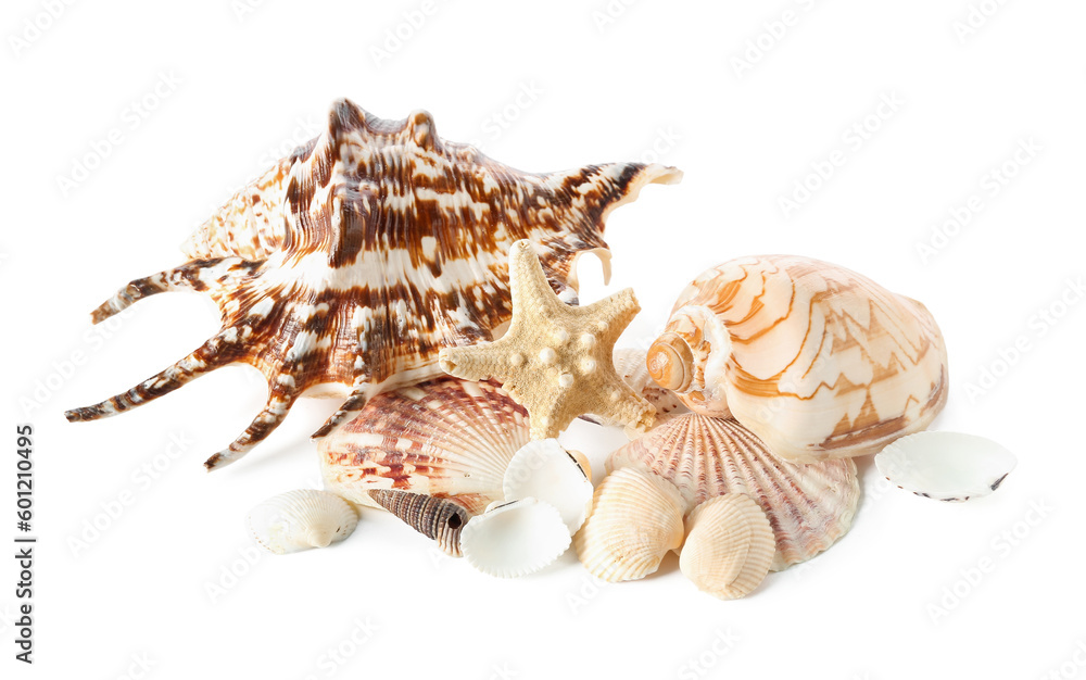 Seashells and starfishes on white background Seashells and starfishes on white background