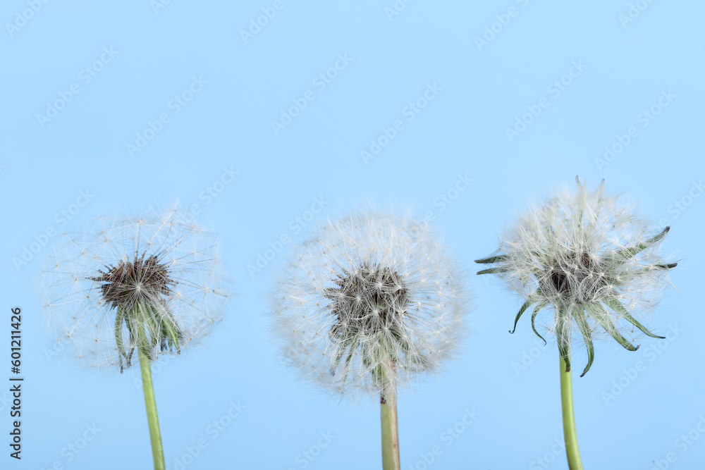 Dandelion flowers on blue background